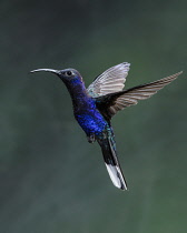 Animals, Bird, Hummingbird, A male Violet Sabrewing Hummingbird, Campylopterus hemileucurus, photographed in flight with high-speed flash to freeze the rapid motion of the hummingbird's wings,Costa Ri...