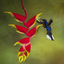 Animals, Bird, Hummingbird, A male Violet Sabrewing Hummingbird, Campylopterus hemileucurus, feeds on the nectar of the flower of a tropical Lobster Claw Heliconia in Costa Rica.