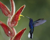 Animals, Bird, Hummingbird, A male Violet Sabrewing Hummingbird, Campylopterus hemileucurus, approaches a tropical Hairy Heliconia flower to feed on nectar in Costa Rica.