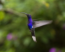 Animals, Bird, Hummingbird, A male Violet Sabrewing Hummingbird, Campylopterus hemileucurus, photographed with a combination of ambient light and high-speed flash to freeze most of the motion but to a...