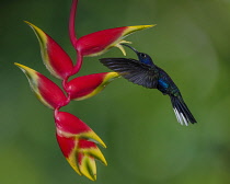Animals, Bird, Hummingbird, A male Violet Sabrewing Hummingbird, Campylopterus hemileucurus, feeds on the nectar of the flower of a tropical Lobster Claw Heliconia in Costa Rica.