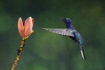 Animals, Bird, Hummingbird, A male Violet Sabrewing Hummingbird, Campylopterus hemileucurus, approaches a tropical banana flower to feed on nectar in Costa Rica.