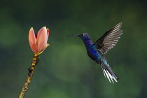 Animals, Bird, Hummingbird, A male Violet Sabrewing Hummingbird, Campylopterus hemileucurus, approaches a tropical banana flower to feed on nectar in Costa Rica.
