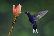 Animals, Bird, Hummingbird, A male Violet Sabrewing Hummingbird, Campylopterus hemileucurus, feeds on the nectar of the flower of a tropical banana plant in Costa Rica.