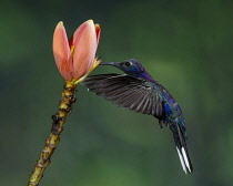 Animals, Bird, Hummingbird, A male Violet Sabrewing Hummingbird, Campylopterus hemileucurus, feeds on the nectar of the flower of a tropical banana plant in Costa Rica.