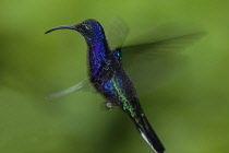 Animals, Bird, Hummingbird, A male Violet Sabrewing Hummingbird, Campylopterus hemileucurus, photographed with a combination of ambient light and high-speed flash to freeze most of the motion but to a...