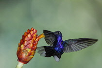 Animals, Bird, Hummingbird, A male Violet Sabrewing Hummingbird, Campylopterus hemileucurus, approaches a tropical Costus flower to feed on nectar in Costa Rica.