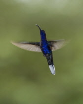 Animals, Bird, Hummingbird, A male Violet Sabrewing Hummingbird, Campylopterus hemileucurus, photographed with a combination of ambient light and high-speed flash to freeze most of the motion but to a...