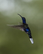 Animals, Bird, Hummingbird, A male Violet Sabrewing Hummingbird, Campylopterus hemileucurus, photographed with a combination of ambient light and high-speed flash to freeze most of the motion but to a...