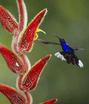 Animals, Bird, Hummingbird, A male Violet Sabrewing Hummingbird, Campylopterus hemileucurus, approaches a tropical Hairy Heliconia flower to feed on nectar in Costa Rica.