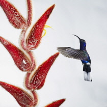 Animals, Bird, Hummingbird, A male Violet Sabrewing Hummingbird, Campylopterus hemileucurus, approches a tropical Hairy Heliconia, Heliconia vellerigera, to feed on nectar in Costa Rica.