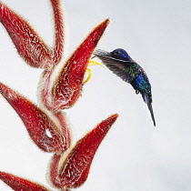 Animals, Bird, Hummingbird, A male Violet Sabrewing Hummingbird, Campylopterus hemileucurus, hovers at a tropical Hairy Heliconia, Heliconia vellerigera, to feed on nectar in Costa Rica.