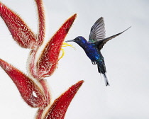Animals, Bird, Hummingbird, A male Violet Sabrewing Hummingbird, Campylopterus hemileucurus, hovers at a tropical Hairy Heliconia, Heliconia vellerigera, to feed on nectar in Costa Rica.