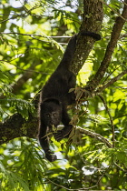 Guatemala, Guatemalan Howler Monkey, Alouatta pigra, hangs with its prehensile tail and feeds on leaves in the Tikal National Park, It is one of the largest of the New World monkeys, A UNESCO World He...