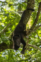 Guatemala, Guatemalan Howler Monkey, Alouatta pigra, hangs with its prehensile tail and feeds on leaves in the Tikal National Park, It is one of the largest of the New World monkeys.