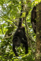 Guatemala, Guatemalan Howler Monkey, Alouatta pigra, hangs with its prehensile tail and feeds on leaves in the Tikal National Park, It is one of the largest of the New World monkeys, A UNESCO World He...