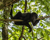 Guatemala, Guatemalan Howler Monkey, Alouatta pigra, hangs on with its prehensile tail and rests on a tree branch in the Tikal National Park, It is one of the largest of the New World monkeys, A UNESC...