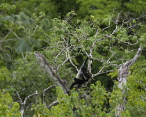 Guatemala, A Black-handed or Geoffroy's Spider Monkey, Ateles geoffroyi, moves through the tress in Tikal National Park, A UNESCO World Heritage Site.