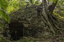 Guatemala, Rainforest trees grow on an unrestored ruin in Group H in the the ruins of the Mayan city of Tikal in Tikal National Park, a UNESCO World Heritage Site.