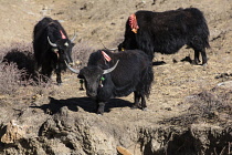 The yak, Bos grunniens, is a domesticated animal found throughout the Himalayas.   It is used as a pack animal and is also raised for its milk, meat, and hide.  Tibet.
