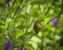 Animals, Birds, A female White-bellied Mountain-gem Hummingbird, Lampornis hemileucus, perches in a thicket of Porterweed in the cloud forest of Costa Rica.