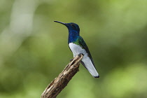 Animals, Birds, The White-necked Jacobin, Florisuga mellivora, is found from Mexico down to Peru, Bolivia, and Brazil.