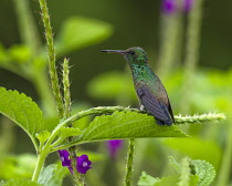 Animals, Birds, A male Steely-vented Hummingbird, Amazilia saucerrottei, perches a Porterweed flower near the Arenal Volcano in Costa Rica.