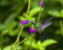 Animals, Birds, A male Steely-vented Hummingbird, Amazilia saucerrottei, feeds on the nector of a Porterweed flower near the Arenal Volcano in Costa Rica.