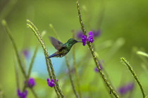 Animals, Birds, A male Steely-vented Hummingbird, Amazilia saucerrottei, feeds on the nector of a Porterweed flower near the Arenal Volcano in Costa Rica.
