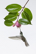 Animals, Birds, A male White-bellied Mountain-gem Hummingbird, Lampornis hemileucus, feeds on a tropical blueberry flower in Costa Rica. Photographed in high key lighting for artistic effect.