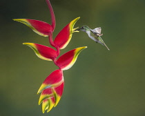 Animals, Birds, A male White-bellied Mountain-gem Hummingbird, Lampornis hemileucus, feeds on a tropical Lobster Claw Heliconia in Costa Rica.