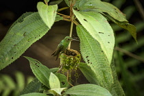 Animals, Birds, A female Rufous-tailed Hummingbird, Amazilia tzacatl, on her nest in Tortuguero National Park in Costa Rica.