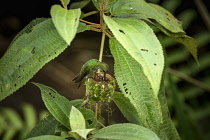 Animals, Birds, A female Rufous-tailed Hummingbird, Amazilia tzacatl, feeds one of her babies in her nest in Tortuguero National Park in Costa Rica.