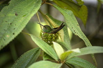 Animals, Birds, A female Rufous-tailed Hummingbird, Amazilia tzacatl, sits on her nest in Tortuguero National Park in Costa Rica.