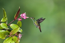 Animals, Birds, A Rufous-tailed Hummingbird, Amazilia tzacatl, feeds on a tropical blueberry flower in Costa Rica.