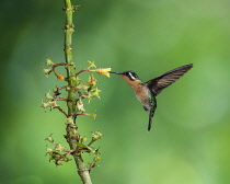 Animals, Birds, A female Purple-throated Mountain-gem Hummingbird, Lamporis calolaemus, feeds on the nectar of a torpical Rubiaceae flower in Costa Rica.
