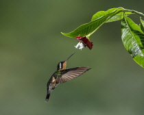 Animals, Birds, A female Purple-throated Mountain-gem Hummingbird, Lamporis calolaemus, feeds on the nectar of a tropical Hot Lips Flower in Costa Rica.