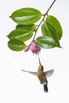 Animals, Birds, A female Purple-throated Mountain-gem Hummingbird, Lamporis calolaemus, photographed in high key lighting for artistic effect. Costa Rica