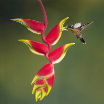 Animals, Birds, A female Purple-throated Mountain-gem Hummingbird, Lamporis calolaemus, feeds on the nectar of a Lobster Claw Heliconia flower in Costa Rica.