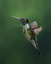 Animals, Birds, A male Magnificent Hummingbird, Eugenes fulgens, photographed in flight with high-speed flash to stop the motion. Costa Rica.