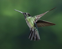 Animals, Birds, A male Magnificent Hummingbird, Eugenes fulgens, photographed in flight with high-speed flash to stop the motion. Costa Rica.