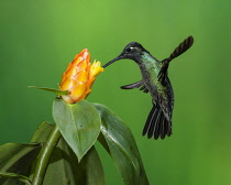 Animals, Birds, A male Magnificent Hummingbird, Eugenes fulgens, feeds on a tropical Costus flower in Costa Rica. The position of the bird's wing illustrates the figure-eight beat pattern of hummingbi...