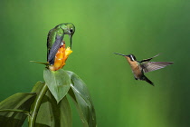 Animals, Birds, A female Green-crowned Brilliant Hummingbird, Heliodoxa jacula, perches on a yellow Costus flower while feeding. A female Purple-throated Mountain-gem Hummingbird, Lamporis calolaemus,...