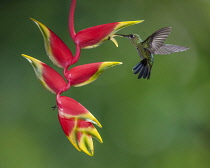 Animals, Birds, A female Green-crowned Brilliant Hummingbird, Heliodoxa jacula, feeds on the nectar of a Lobster Claw Heliconia in Costa Rica.