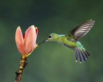 Animals, Birds, A female Green-crowned Brilliant Hummingbird, Heliodoxa jacula, feeds on the nectar of a tropical banana plant in Costa Rica.