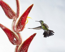 Animals, Birds, A female Green-crowned Brilliant Hummingbird, Heliodoxa jacula, approaches a Hairy Heliconia flower to feed in Costa Rica. Photographed in high key for artistic effect.