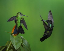 Animals, Birds, Territorial competition between a male Magnificent Hummingbird, Eugenes fulgens, at right, and a female Green-crowned Brilliant Hummingbird, Heliodoxa jacula, perched on a yellow Costu...