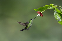 Animals, Birds, A female Green-crowned Brilliant Hummingbird, Heliodoxa jacula, feeds on the nectar of a tropical Hot Lips flower in Costa Rica.
