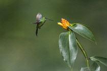 Animals, Birds, A female Green-crowned Brilliant Hummingbird, Heliodoxa jacula, approaches a yellow Costus flower to feed in Costa Rica.