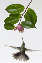 Animals, Birds, A female Green-crowned Brilliant Hummingbird, Heliodoxa jacula, approaches a tropical blueberry flower to feed in Costa Rica. Photographed in high key for artistic effect.